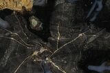 Petrified Wood (Schinoxylon) Round - Blue Forest, Wyoming #365858-1